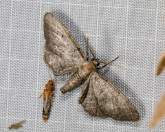 Distremocephalus texanus