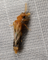 Distremocephalus texanus
