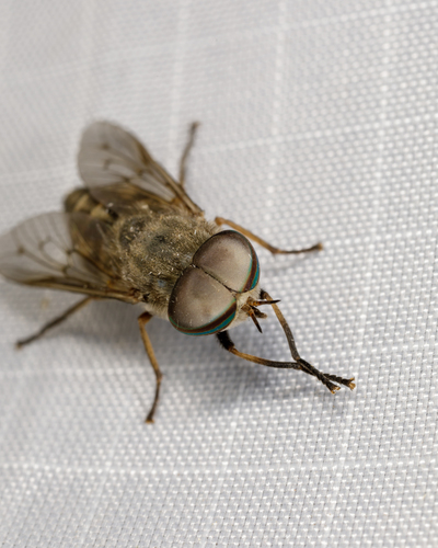 Tabanus abactor