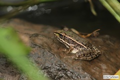 Lithobates magnaocularis