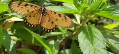 Acraea terpsicore