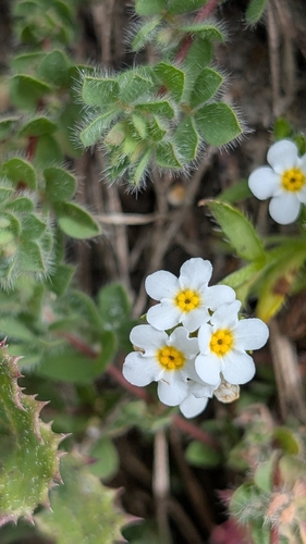 Beach Cryptantha (Cryptantha leiocarpa)