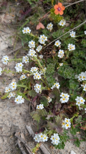 Image of Cryptantha leiocarpa by no rights reserved