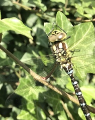 Aeshna cyanea