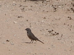 Artemisiospiza belli