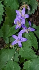 Campanula elatines