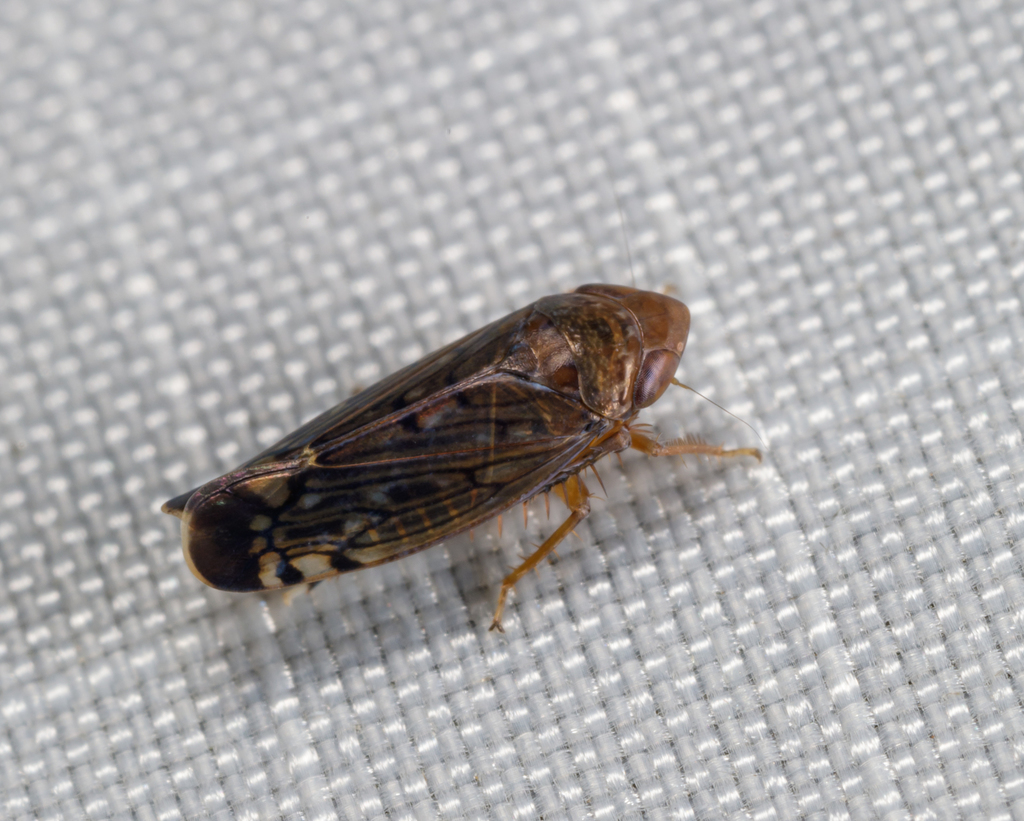 Osbornellus unicolor