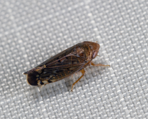 Osbornellus unicolor