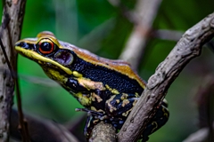 Hydrophylax bahuvistara