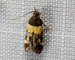 Triclonella determinatella