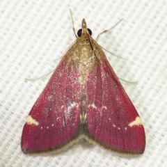 Pyrausta grotei