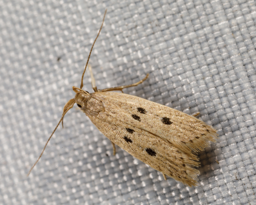 Helcystogramma melanocarpa photo 5
