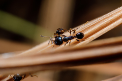 Pheidole metallescens