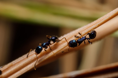 Pheidole metallescens