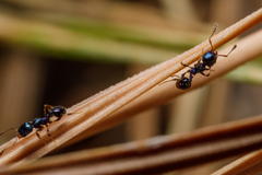Pheidole metallescens