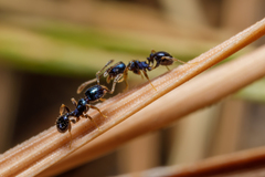 Pheidole metallescens