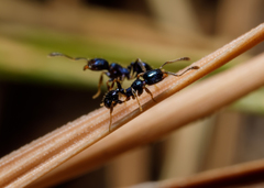 Pheidole metallescens