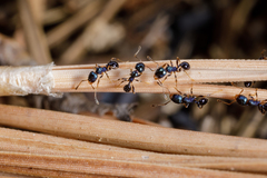 Pheidole metallescens