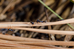 Pheidole metallescens