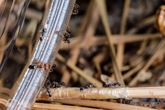 Pheidole metallescens