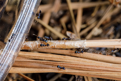 Pheidole metallescens