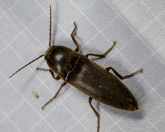 Diplostethus texanus