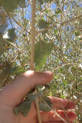 Atriplex halimus