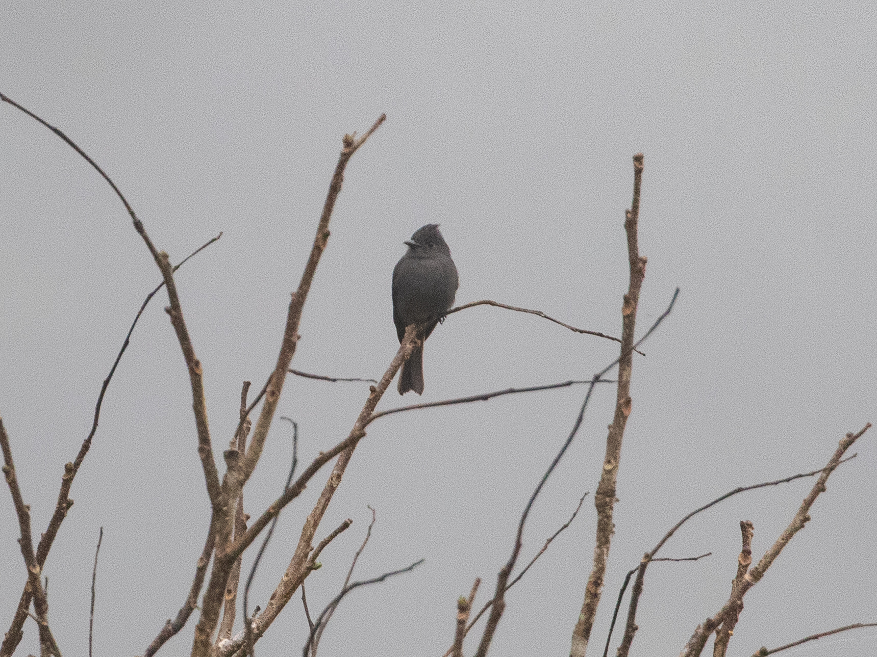 Smoke-colored Pewee (Contopus fumigatus), photo 2