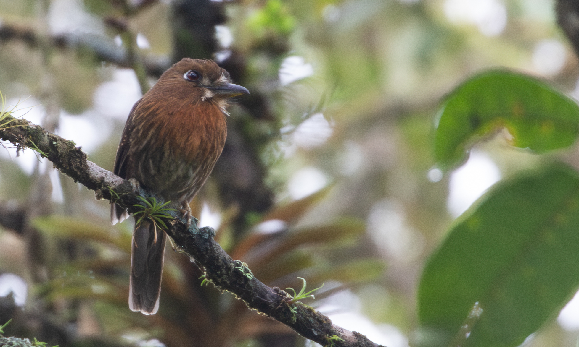 Moustached Puffbird (Malacoptila mystacalis), photo 8