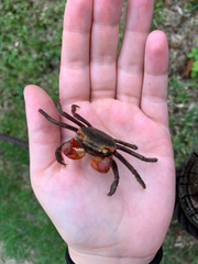 Chiromantes haematocheir