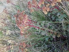 Hylotelephium telephium