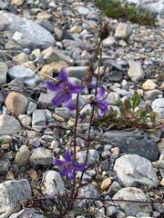 Campanula aurita