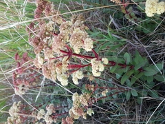 Hylotelephium telephium