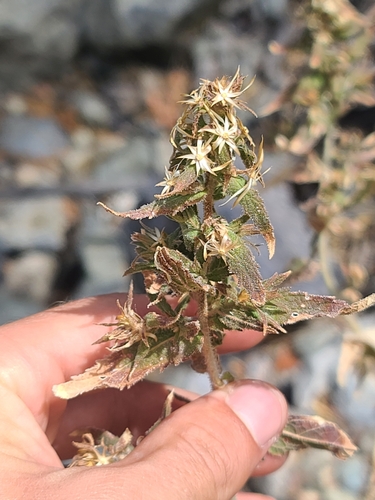 Earleaf Brickellbush (Brickellia amplexicaulis)
