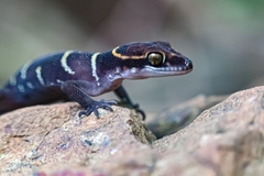 Cyrtodactylus deccanensis