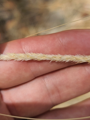 Image of Muhlenbergia rigens by no rights reserved