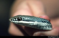 Masticophis bilineatus