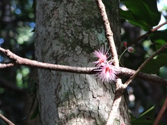 Syzygium cymosum