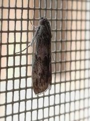Lepidoptera