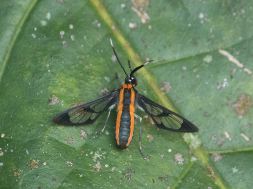 Loxophlebia diaphana
