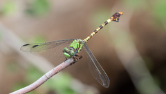 Paragomphus genei