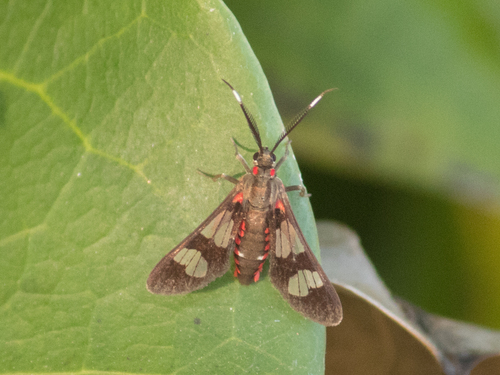 Phoenicoprocta teda
