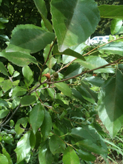 Alnus maritima oklahomensis