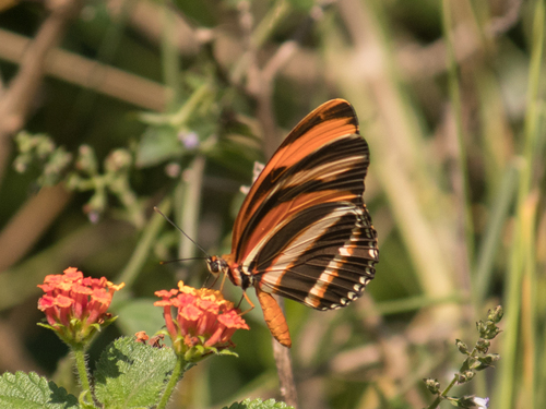 Banded Orange Heliconian