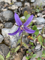 Campanula aurita