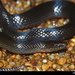 Carolina Swampsnake - Photo (c) Chris Harrison, some rights reserved (CC BY-NC), uploaded by Chris Harrison