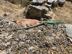 Podarcis siculus siculus