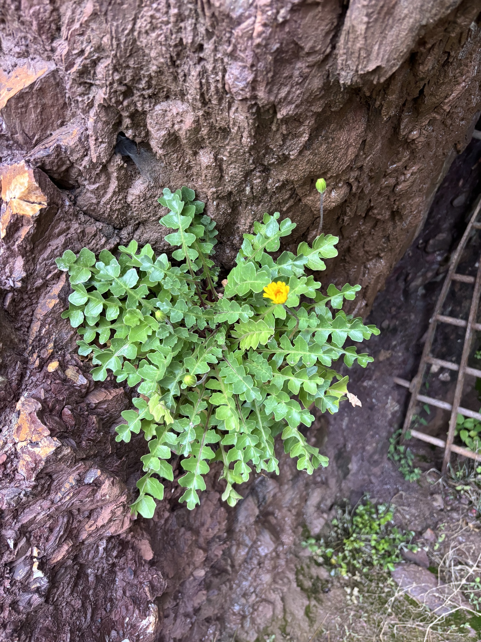 Hyoseris taurina