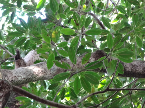 Labourdonnaisia calophylloides image