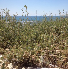 Atriplex halimus